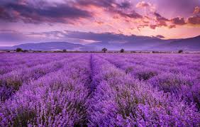 The Aroma of Grace: Walking as the Fragrance of Christ in the Sonoran Desert